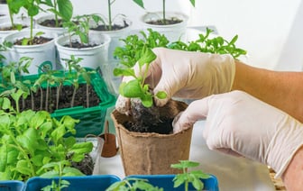 Когда белорусам нужно выставить рассаду на балкон или в теплицу? Вот почему это важно для помидоров и перцев — Полезно