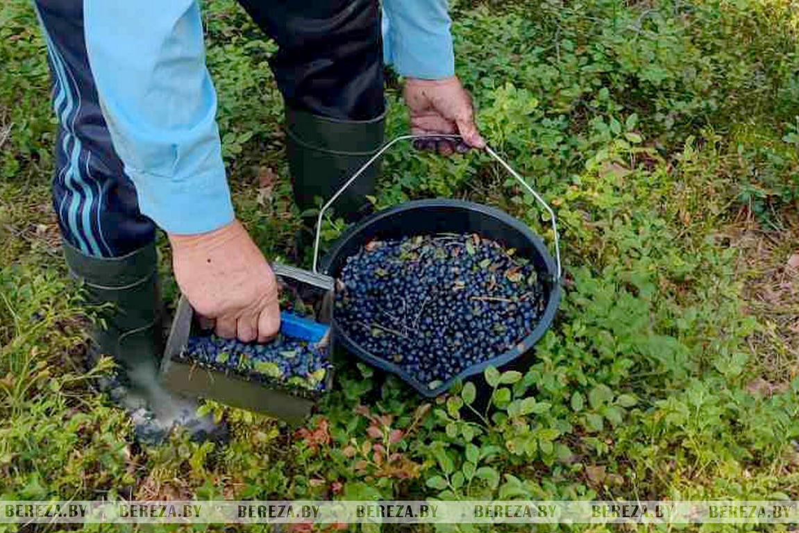 Надо знать места: съездили в лес и посмотрели урожай черники