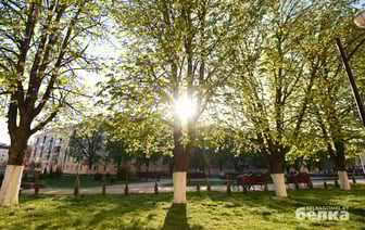 В Гомеле осенью высадят порядка 15 тысяч деревьев