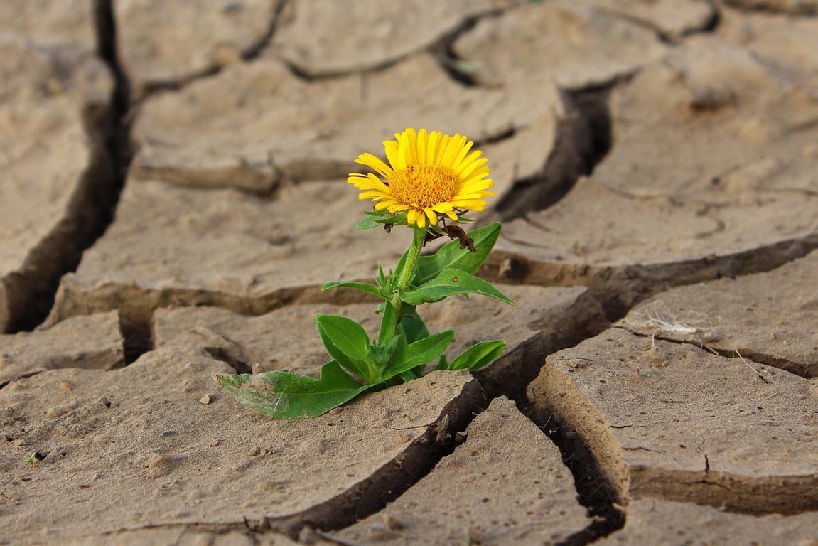 Засуха, жара. Фото pixabay.com