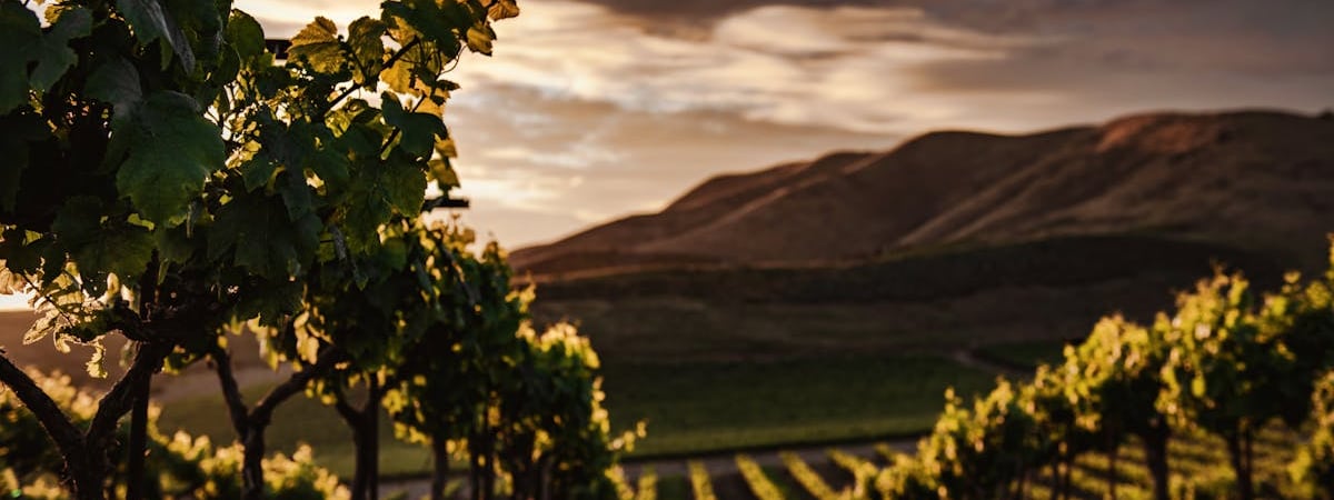 Производство вина в ЕС в текущем году может снизиться на 3%