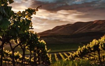 Производство вина в ЕС в текущем году может снизиться на 3%