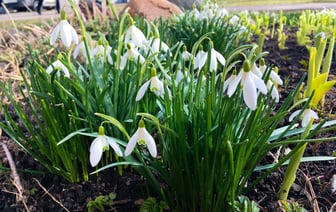 В Витебске уже цветут подснежники. Где их можно увидеть?