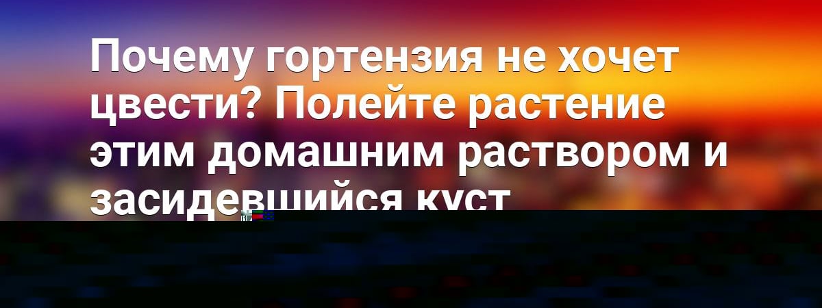 Почему гортензия не хочет цвести? Полейте растение этим домашним раствором и засидевшийся куст «проснётся» — Полезно