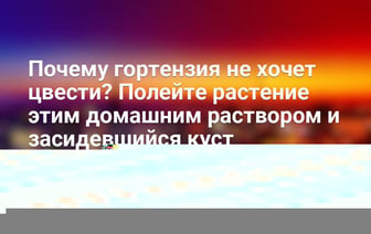 Почему гортензия не хочет цвести? Полейте растение этим домашним раствором и засидевшийся куст «проснётся» — Полезно