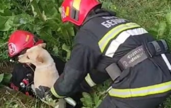 В Пружанском районе спасли собаку, которая провалилась в колодец