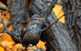 В Германии завершается почтовое голосование на парламентских выборах