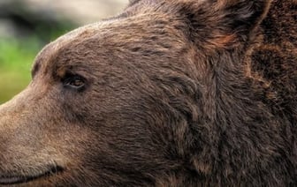 Белоруска погибла в горах Словакии после нападения медведя
