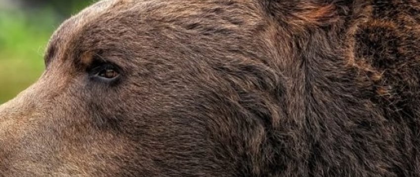 Белоруска погибла в горах Словакии после нападения медведя