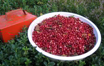 За доходы, полученные от сбора ягод и грибов, могут начислить налог. Узнали, в каких случаях