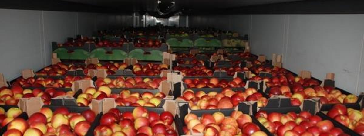 В Беларуси ввели лицензии на вывоз некоторых овощей и фруктов — что это значит