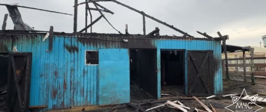 Конюшня загорелась в минском зоопарке