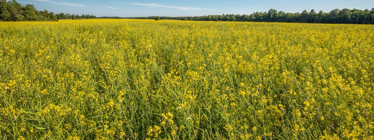 Эстония полностью откажется от использования сланца в энергетике к 2040 году