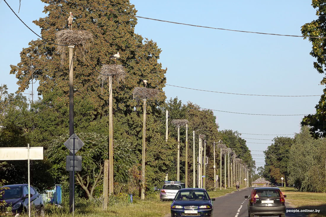 Вы такое видели? В деревне Вороцевичи Ивановского района аисты почти на каждом столбе
