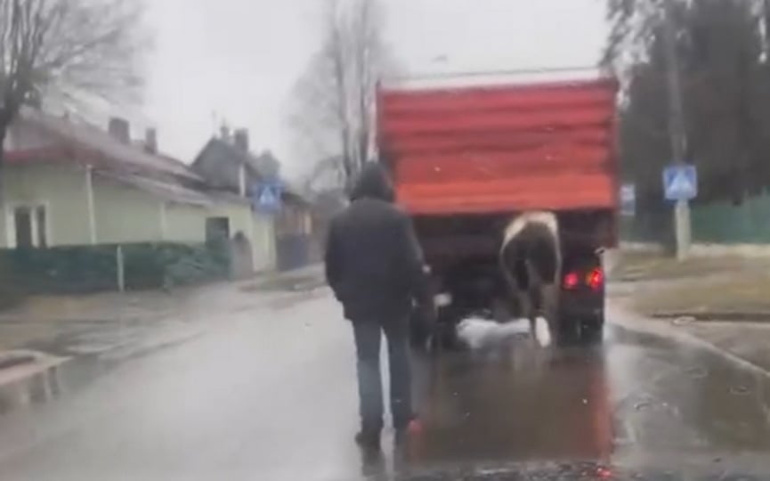 Это надо видеть. В Барановичах средь бела дня грузовик буксировал… корову!