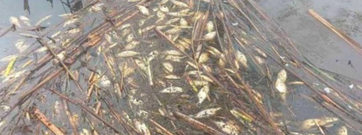 Минприроды Беларуси сообщило о массовой гибели рыбы в Огинском канале. Какую возможную причину озвучили?