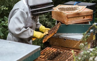 В Полоцке приглашают на сладкий праздник, посвященный Медовому Спасу