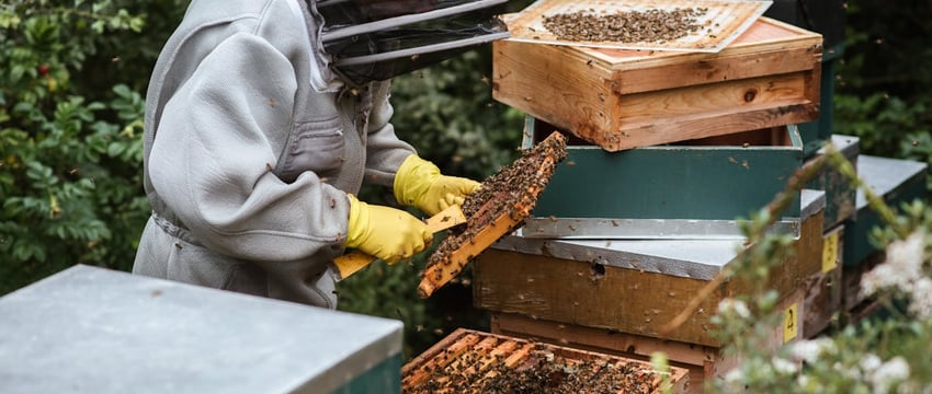В Полоцке приглашают на сладкий праздник, посвященный Медовому Спасу