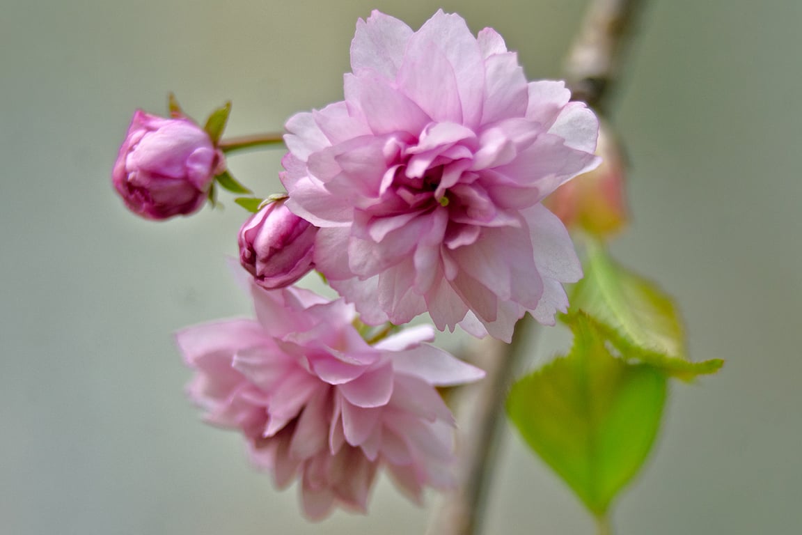 Сакура зацветает в Витебске на Вербницу. Фото Сергея Серебро