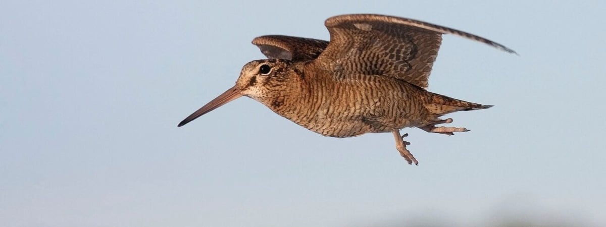 В Беларуси стартует сезон охоты на вальдшнепа — что нужно помнить охотникам