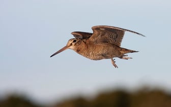 В Беларуси стартует сезон охоты на вальдшнепа — что нужно помнить охотникам