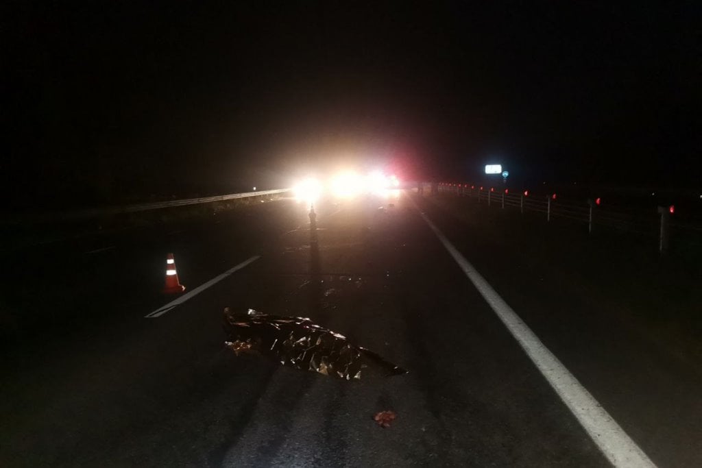 Трагедия на М1: женщину сбила фура, а затем переехала легковушка