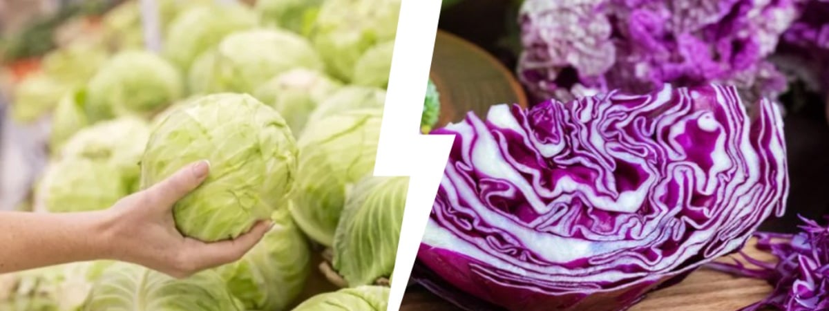 В чем разница между белой и красной капустой? Вот какую лучше квасить, а какую бросать в суп — Полезно