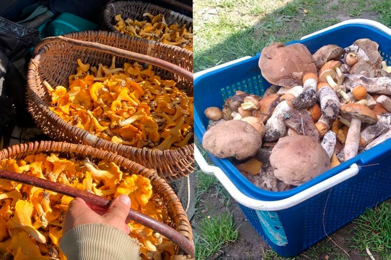 В лесах Беларуси небывалый урожай лисичек. Грибники делятся своими находками