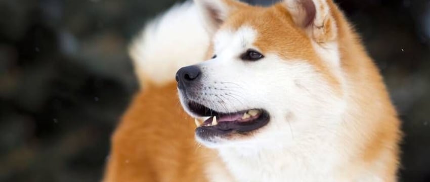 В Гомеле владелец покусавшей ребенка собаки выплатит семье компенсацию