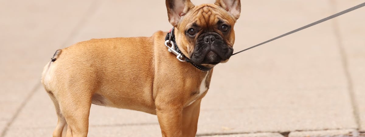 Аренда квартир в Чехии рекордно подорожала в июле