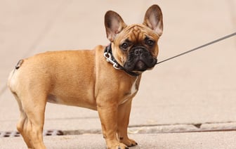 Аренда квартир в Чехии рекордно подорожала в июле