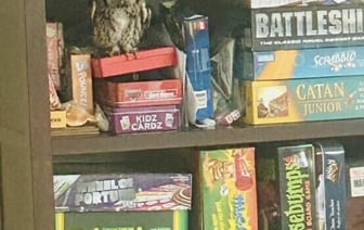 «Может, ей было одиноко?» — Кричащая сова вторглась в дом и спряталась на полке с играми — Фото