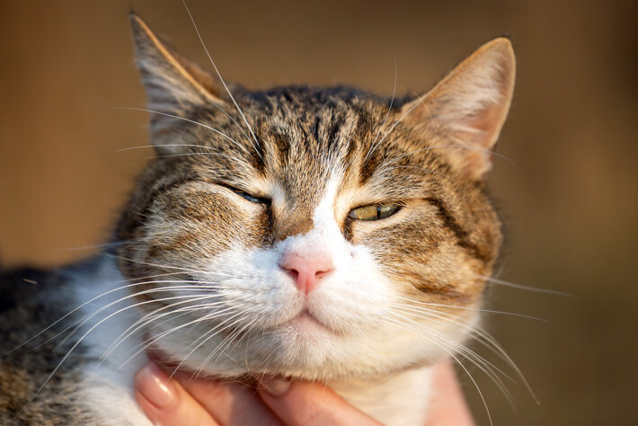 Кот герой Кошандрик