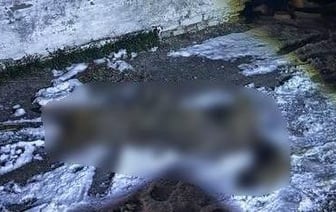 Милиционеры спасли мужчину, на которого напал волк в Хойникском районе