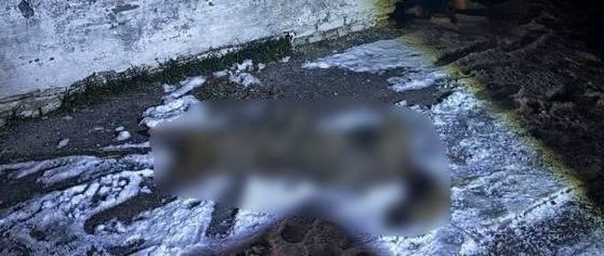 Милиционеры спасли мужчину, на которого напал волк в Хойникском районе