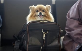 Скоро изменятся правила ввоза домашних животных в ЕС из Беларуси и России