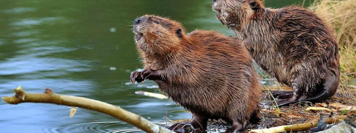 В Беларуси началась охота на бобра и выдру — что нужно помнить охотникам