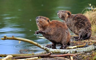 В Беларуси началась охота на бобра и выдру — что нужно помнить охотникам