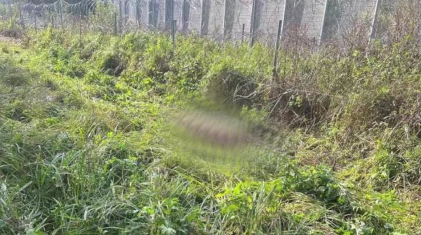 Место гибели лося на беларусско-литовской границе. Фото: ГПК