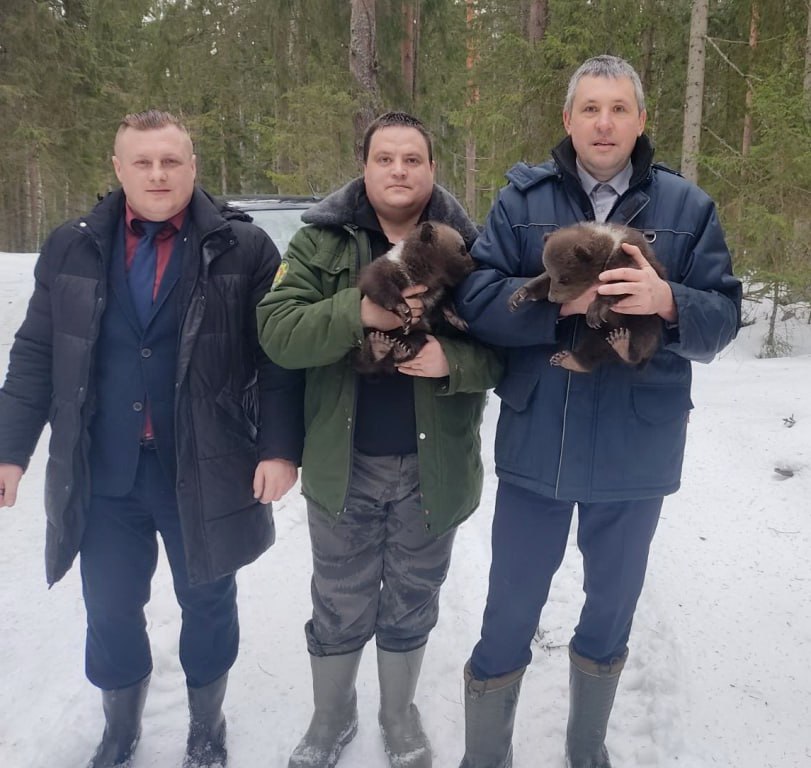 Медвежат в возрасте 1-1.5 месяца нашли в лесу в Витебском районе