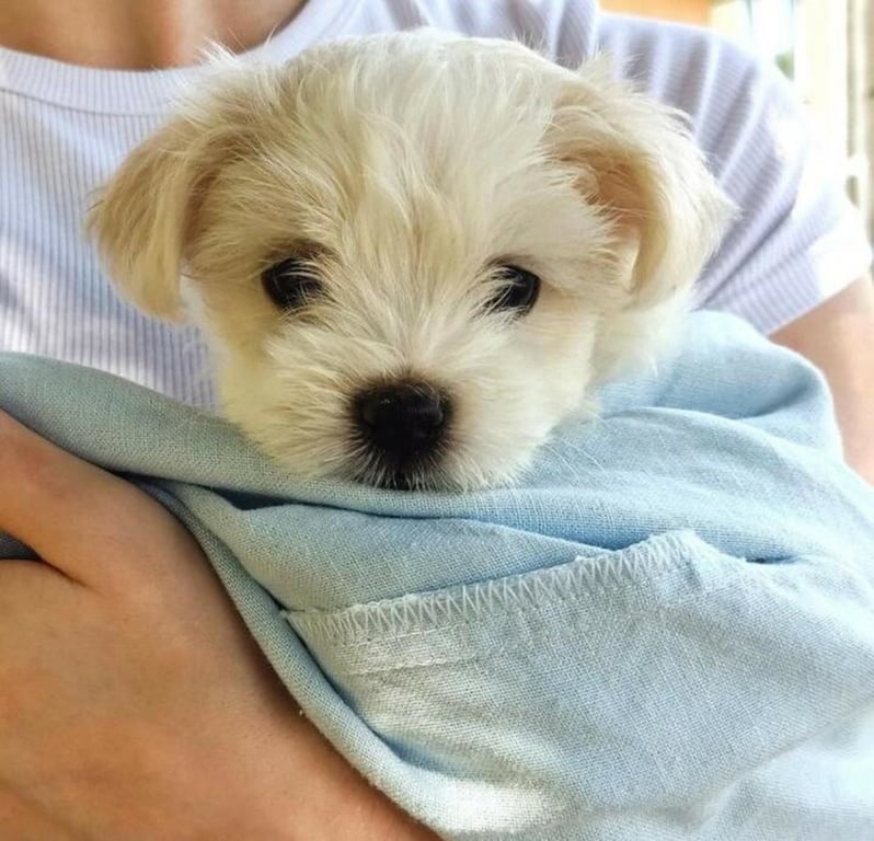 Щенок мальтийской болонки по кличке Мия. Фото: instagram.com/elizaveta_titovets