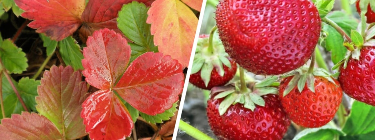 Сделайте эти 2 процедуры с клубникой в октябре — и кусты будут ломиться от ягод летом. А чем удобрить? — Полезно