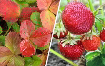 Сделайте эти 2 процедуры с клубникой в октябре — и кусты будут ломиться от ягод летом. А чем удобрить? — Полезно