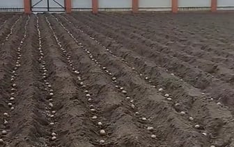 «Куда столько?» — Белоруска показала, как посадила картошку в марте. А что, так можно? — Видео