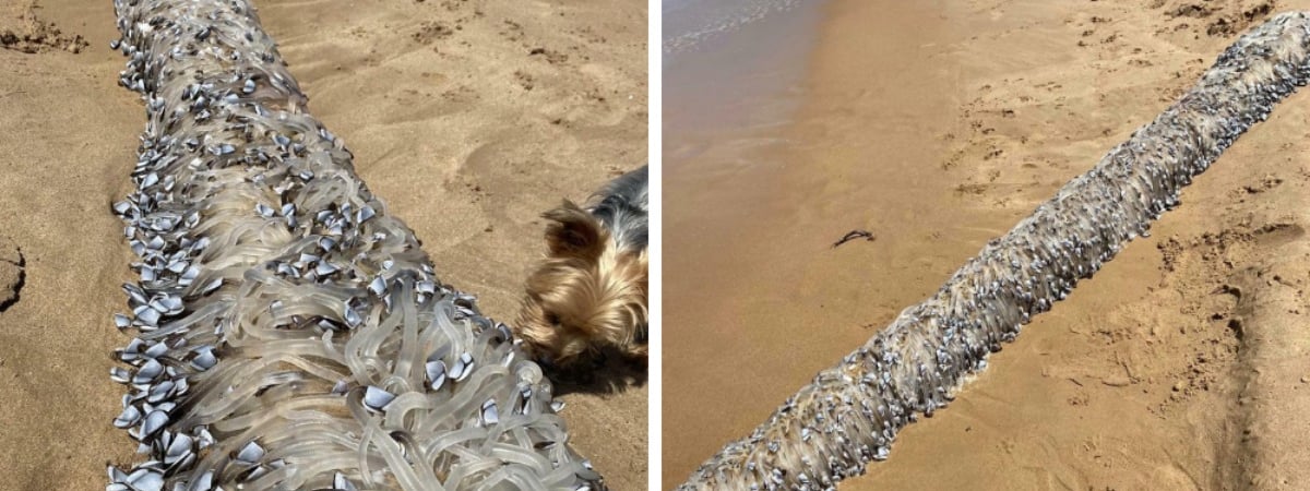 Странное «инопланетное» существо шокировало пользователей интернета. Что это? — Фото