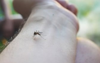 Вот как вы выглядите для комаров