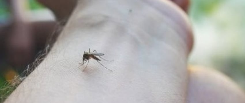 Вот как вы выглядите для комаров