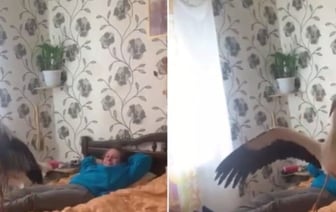 Аист Василий завоевал TikTok: видео с его прыжками на кровати собрало полмиллиона лайков