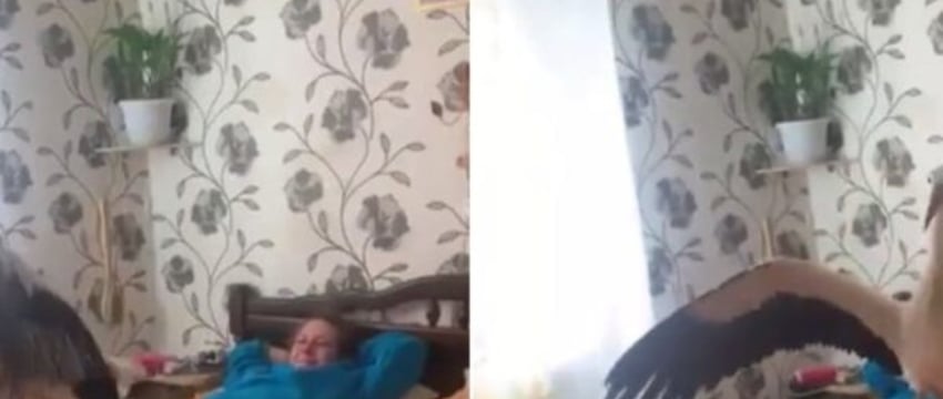 Аист Василий завоевал TikTok: видео с его прыжками на кровати собрало полмиллиона лайков
