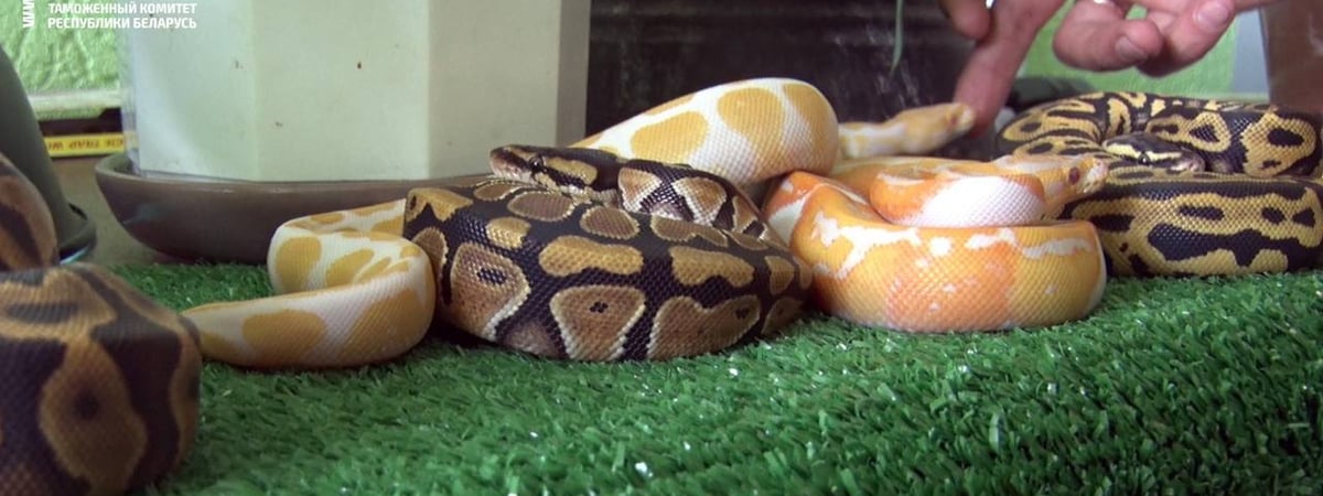В Беларусь в обычном рейсовом автобусе пытались провезти… змей